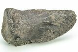 Very Rare, Primitive Iguanodont (Valdosaurus) Claw - England #206606-2
